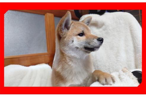 成約済の岡山県の柴犬-104522の2枚目