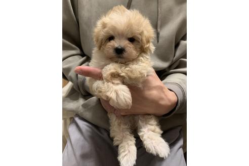成約済の山形県のマルプー:マルチーズ×トイプードル-112856の4枚目