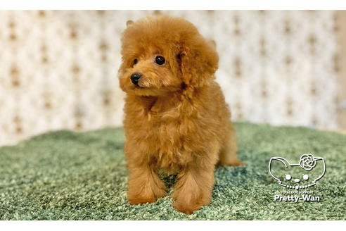 成約済の愛知県のトイプードル-108916の3枚目