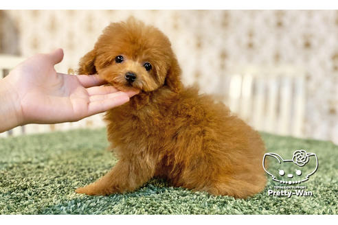 成約済の愛知県のトイプードル-108916の4枚目