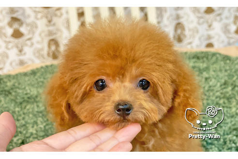 成約済の愛知県のトイプードル-108916の1枚目