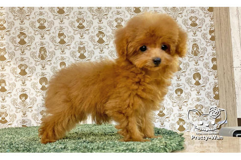 成約済の愛知県のトイプードル-108916の2枚目