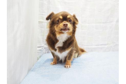 成約済の茨城県のチワワ(ロングコート)-115075の3枚目