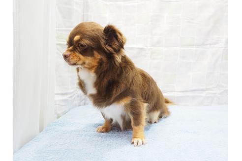 成約済の茨城県のチワワ(ロングコート)-115075の2枚目