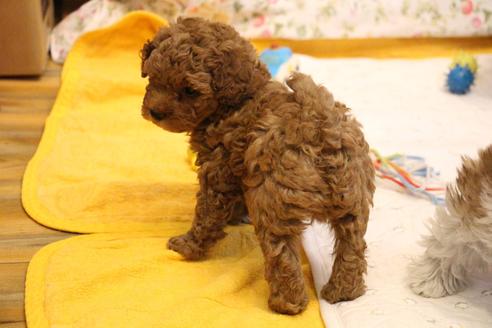 成約済の愛知県のトイプードル-111274の8枚目