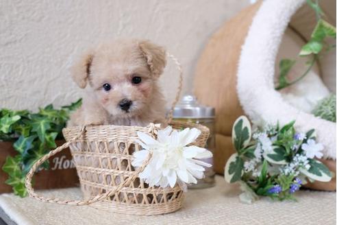 成約済の滋賀県のトイプードル-113745の1枚目