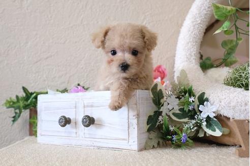 成約済の滋賀県のトイプードル-113745の5枚目