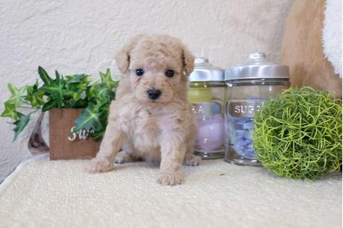 成約済の滋賀県のトイプードル-113745の3枚目