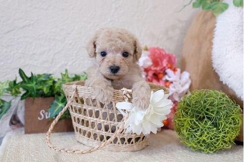 成約済の滋賀県のトイプードル-113745の2枚目