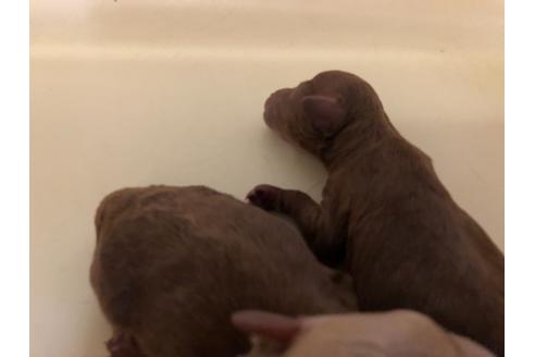 成約済の愛知県のトイプードル-115121の4枚目