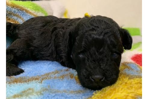 成約済の埼玉県のトイプードル-114543の49枚目