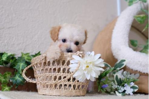 成約済の滋賀県のトイプードル-113747の1枚目