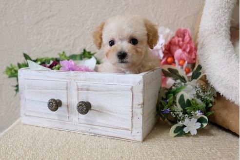 成約済の滋賀県のトイプードル-113747の5枚目