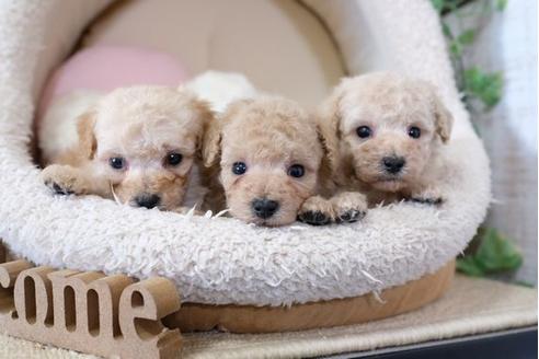 成約済の滋賀県のトイプードル-113747の4枚目