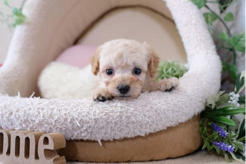 成約済の滋賀県のトイプードル-113747の3枚目