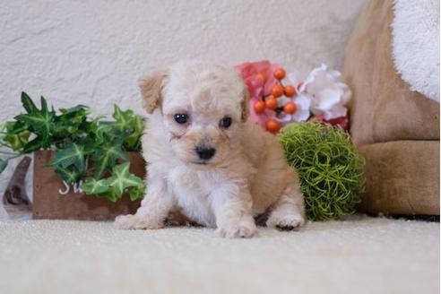 成約済の滋賀県のトイプードル-113747の2枚目