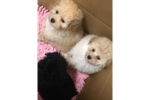 成約済の埼玉県のトイプードル-110759の2枚目