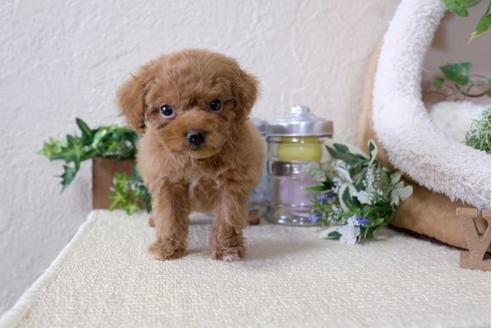 成約済の滋賀県のトイプードル-113750の1枚目