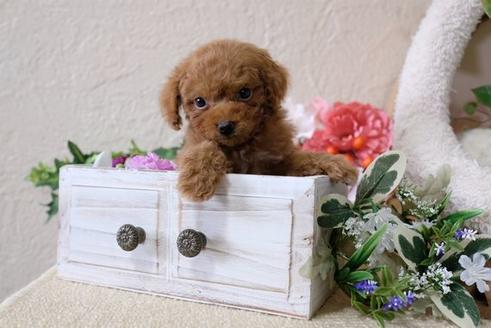 成約済の滋賀県のトイプードル-113750の5枚目