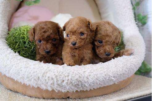 成約済の滋賀県のトイプードル-113750の4枚目