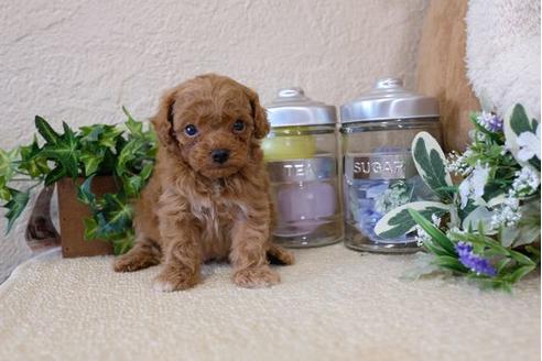 成約済の滋賀県のトイプードル-113750の3枚目