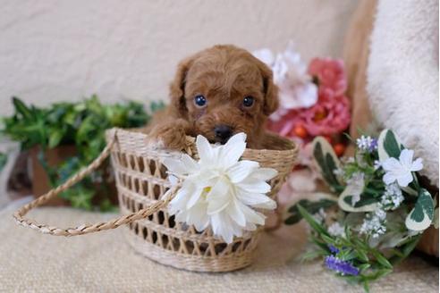 成約済の滋賀県のトイプードル-113750の2枚目