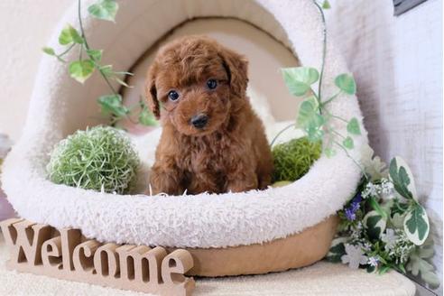 成約済の滋賀県のトイプードル-113760