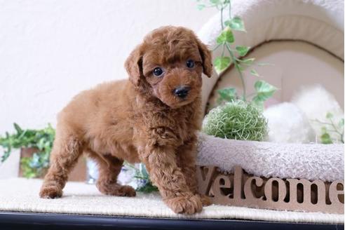 成約済の滋賀県のトイプードル-113760の5枚目