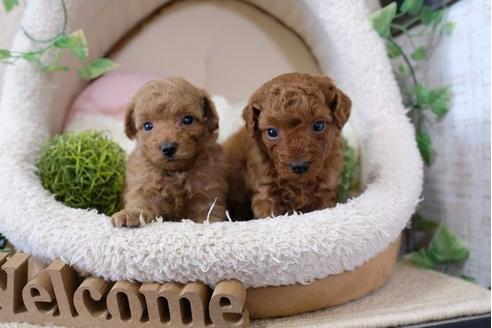 成約済の滋賀県のトイプードル-113760の4枚目