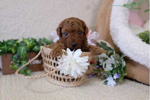 成約済の滋賀県のトイプードル-113760の3枚目