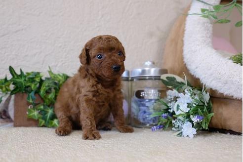 成約済の滋賀県のトイプードル-113760の2枚目