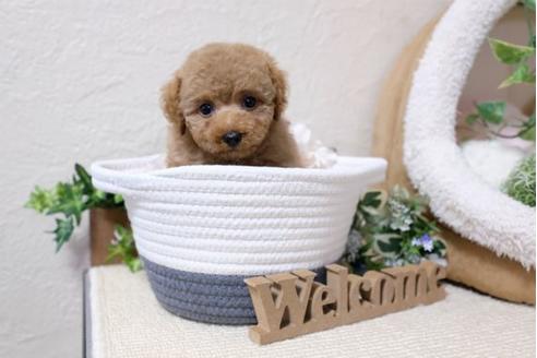 成約済の滋賀県のトイプードル-113764