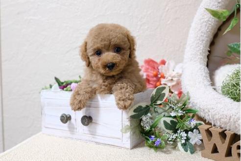 成約済の滋賀県のトイプードル-113764の5枚目