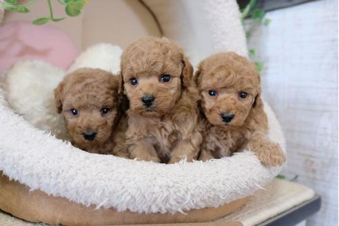 成約済の滋賀県のトイプードル-113764の4枚目