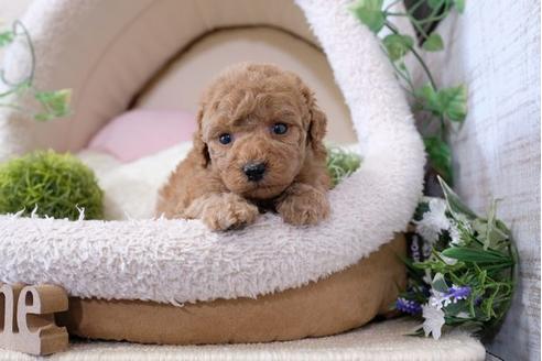 成約済の滋賀県のトイプードル-113764の3枚目