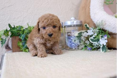 成約済の滋賀県のトイプードル-113764の2枚目