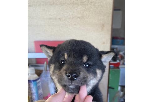 成約済の北海道の豆柴-115150の1枚目