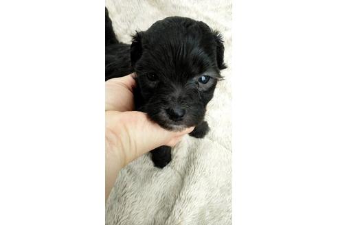 成約済の宮崎県のマルプー:マルチーズ×トイプードル-115179の1枚目