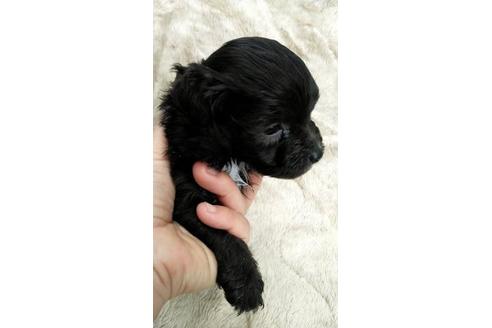 成約済の宮崎県のマルプー:マルチーズ×トイプードル-115179の3枚目