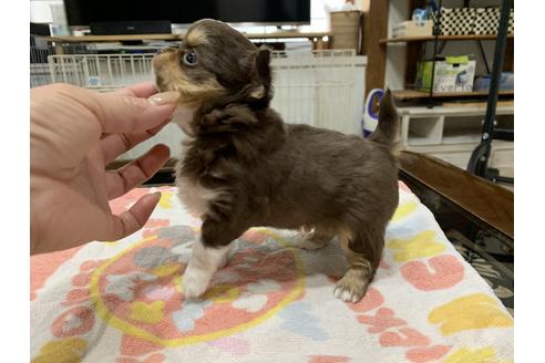 成約済の福岡県のチワワ(ロングコート)-112762の1枚目