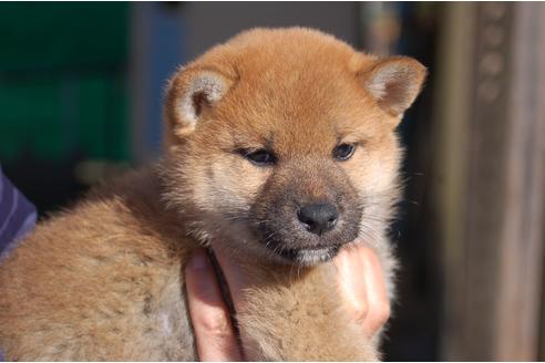 成約済の埼玉県の柴犬-115247の1枚目