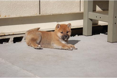 成約済の埼玉県の柴犬-115247の5枚目