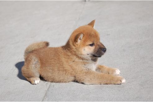 成約済の埼玉県の柴犬-115247の4枚目