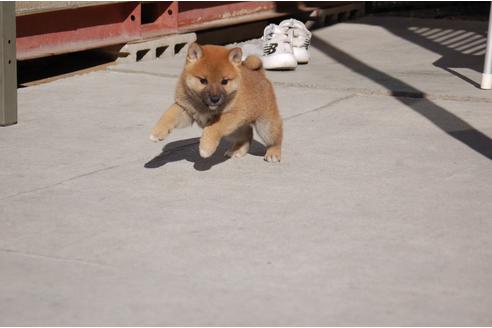 成約済の埼玉県の柴犬-115247の3枚目