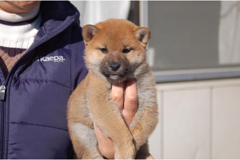 成約済の埼玉県の柴犬-115247の2枚目