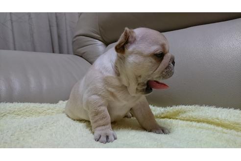 成約済の埼玉県のフレンチブルドッグ-115228の6枚目