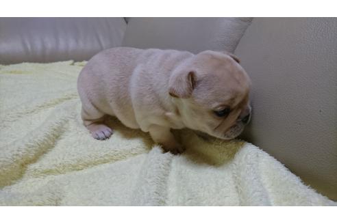 成約済の埼玉県のフレンチブルドッグ-115228の5枚目