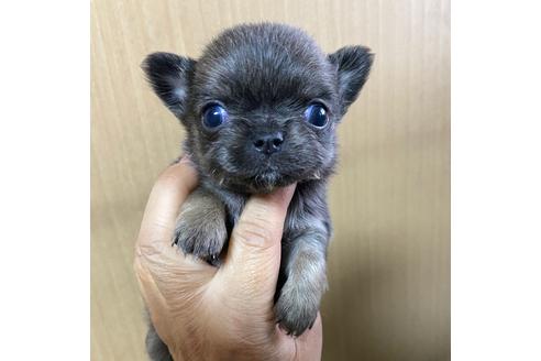 成約済の岡山県のチワワ(ロングコート)-115260の1枚目