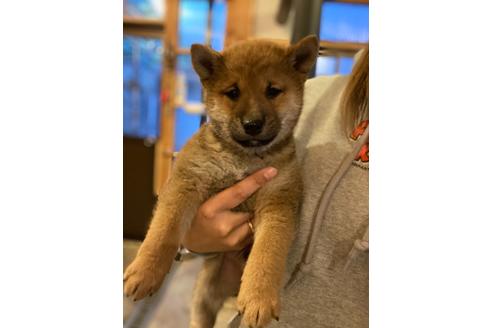 成約済の宮城県の柴犬-112443の1枚目