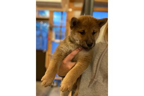 成約済の宮城県の柴犬-112443の2枚目